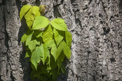 Hemlock Removal in Honolulu, HI