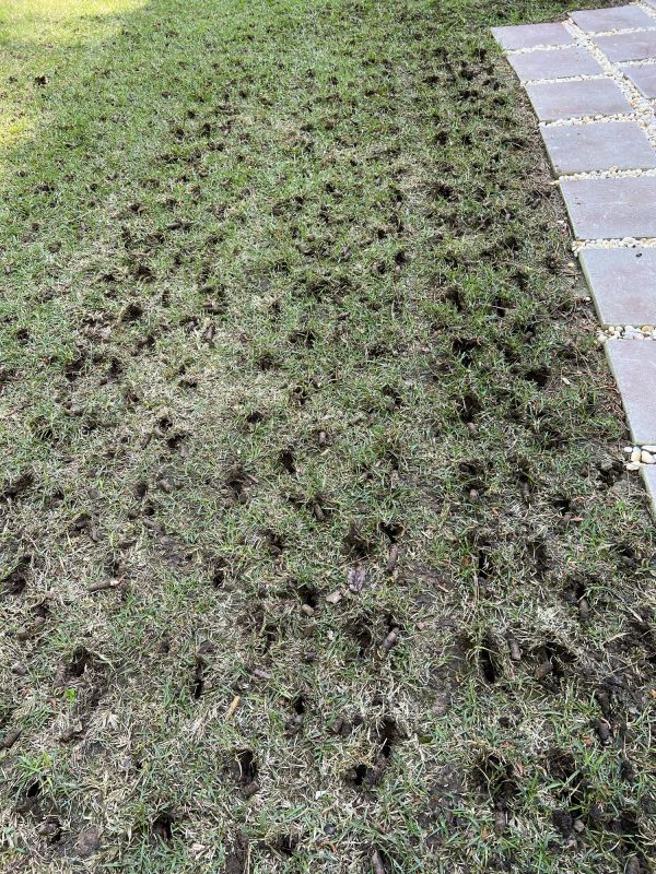 Aerated Lawn with Healthy Grass